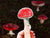 Mushroom sticker for your water bottle, laptop, car sticker, journal, window, or other smooth surface.  Perfect for personalizing your belongings or as a gift for someone who mushroom hunting & being outside.