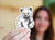 Bear Illustration Vinyl Sticker - Heart Bear Cub Sticker for Water Bottle, Coffee Mug, Laptop Wild Bear Decal, Grizzly Bear, Woodland Animal 
