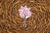 Cherry Blossom Tree Vinyl Sticker
