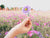 image shows someone holding a small purple aster flower sticker