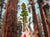 Extra Large Redwood Tree Vinyl Decal. Our one-of-a-kind unique landscape and tallscape decals are designed for ADVENTURERS! Waterproof, scratch and weather-resistant, you can put these stickers on all of your outdoor gear like your favorite tumbler or water bottle, no matter what the size! The narrow width is perfect for having a window into your favorite nature scene, but it still easily fits on your laptop, mountain bike frame, hiking gear, or car window. Place on any smooth surface!