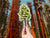 Extra Large Sequoia Tree Sticker